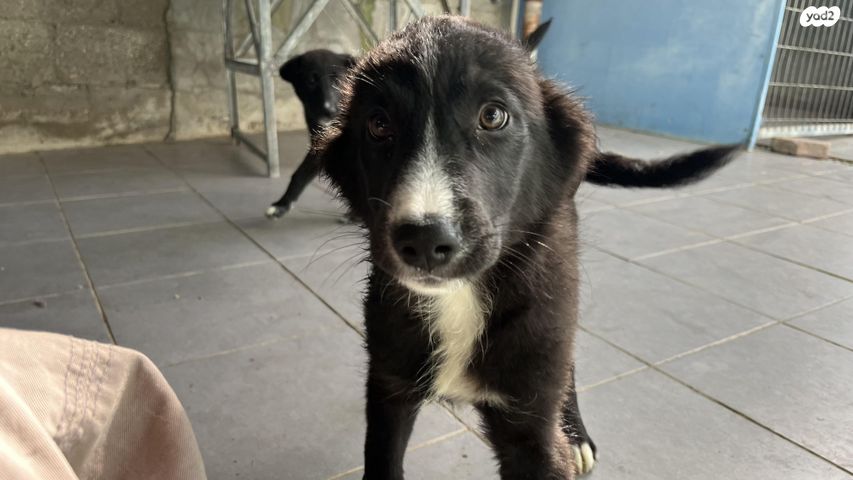 תמונת מודעה - חיות מחמד