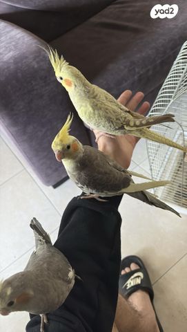 תמונת מודעה - חיות מחמד