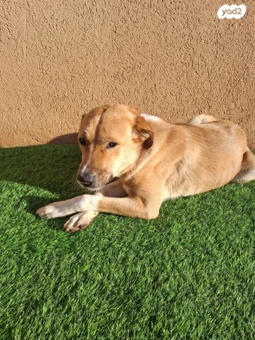 תמונת מודעה - חיות מחמד