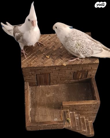 תמונת מודעה - חיות מחמד