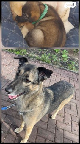 תמונת מודעה - חיות מחמד