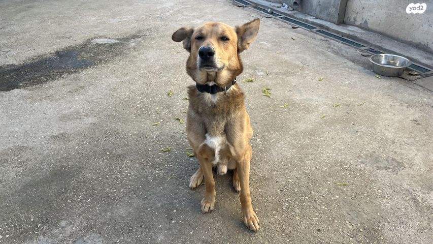 תמונת מודעה - חיות מחמד