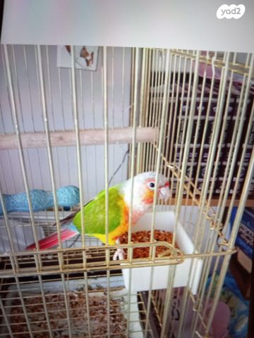 תמונת מודעה - חיות מחמד