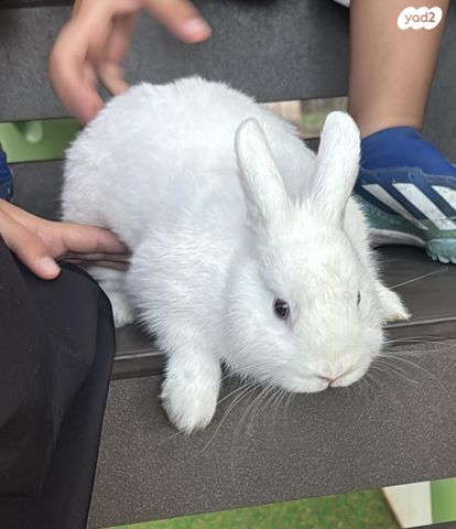 תמונת מודעה - חיות מחמד