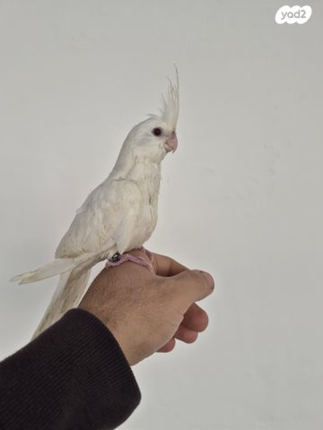 תמונת מודעה - חיות מחמד