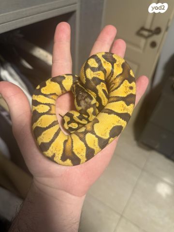 תמונת מודעה - חיות מחמד