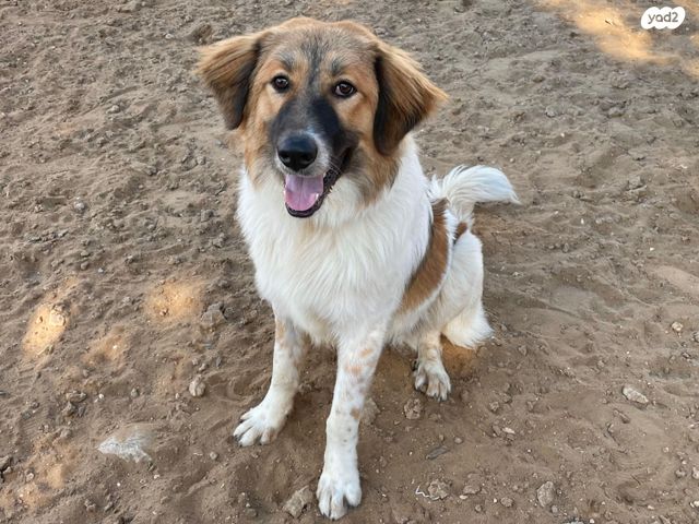 תמונת מודעה - חיות מחמד