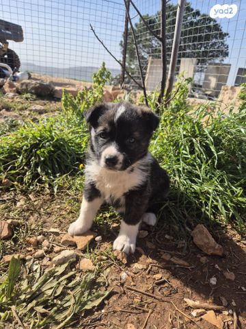 תמונת מודעה - חיות מחמד