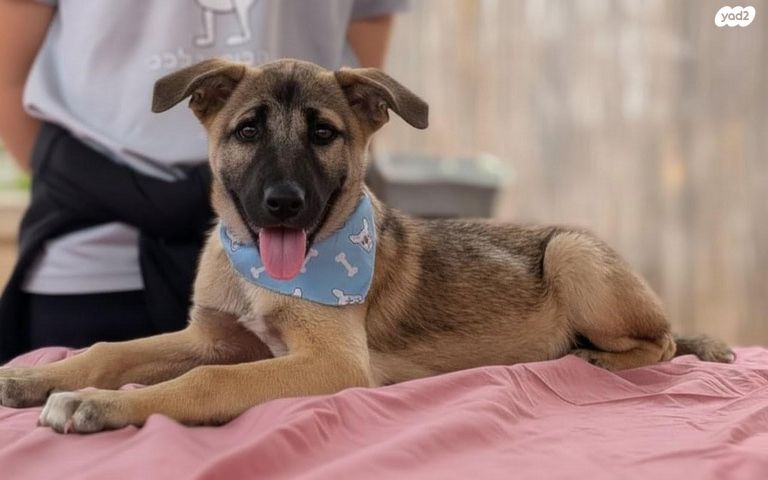 תמונת מודעה - חיות מחמד