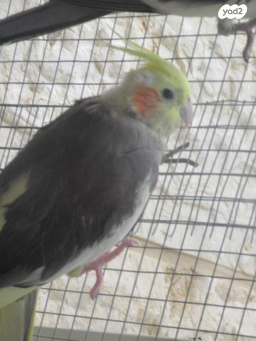 תמונת מודעה - חיות מחמד