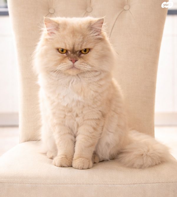 תמונת מודעה - חיות מחמד