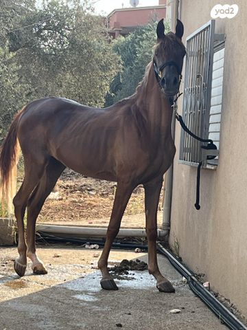 תמונת מודעה - חיות מחמד