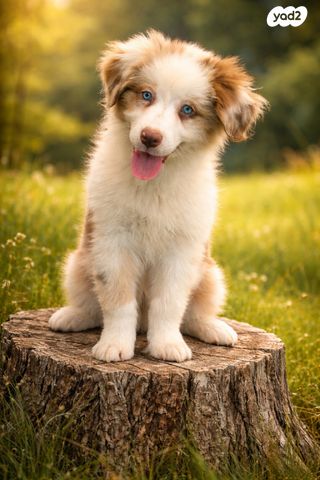 תמונת מודעה - חיות מחמד