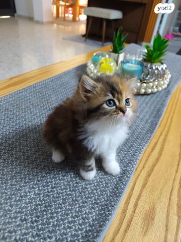 תמונת מודעה - חיות מחמד