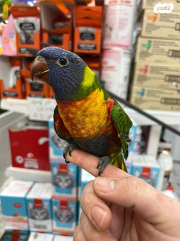 תמונת מודעה - חיות מחמד