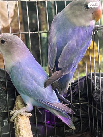 תמונת מודעה - חיות מחמד