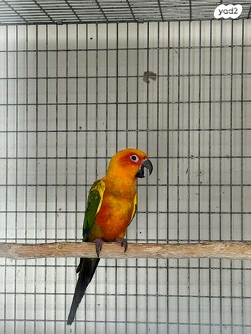 תמונת מודעה - חיות מחמד