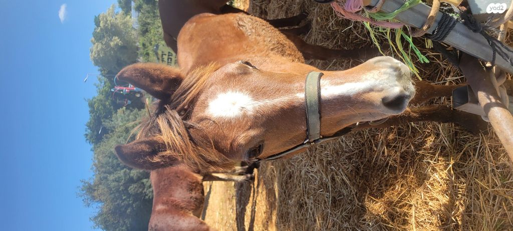 תמונת מודעה - חיות מחמד