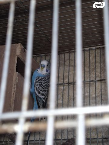 תמונת מודעה - חיות מחמד