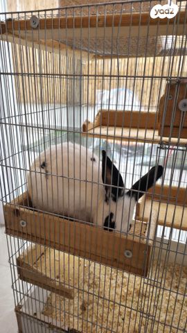 תמונת מודעה - חיות מחמד