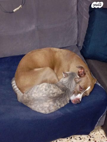 תמונת מודעה - חיות מחמד