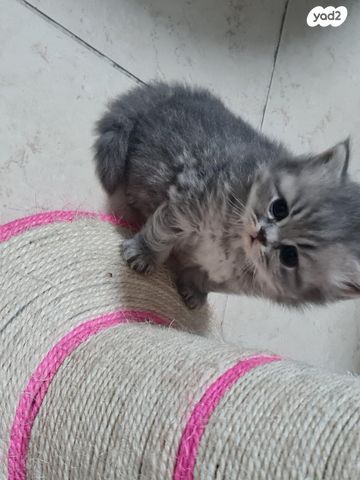 תמונת מודעה - חיות מחמד