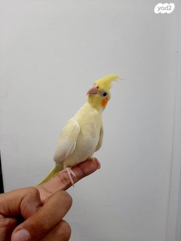 תמונת מודעה - חיות מחמד