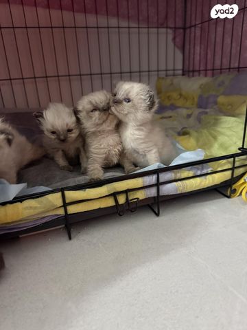 תמונת מודעה - חיות מחמד