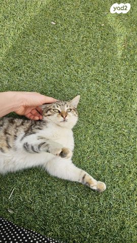 תמונת מודעה - חיות מחמד