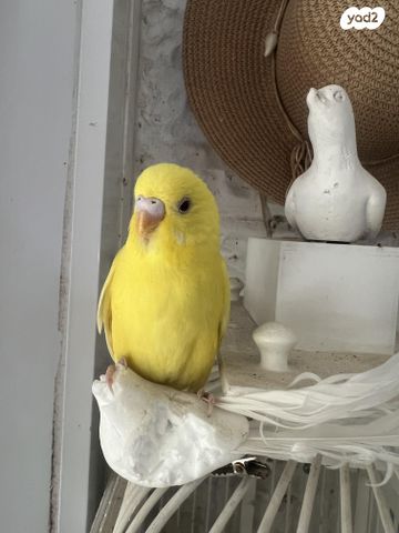 תמונת מודעה - חיות מחמד