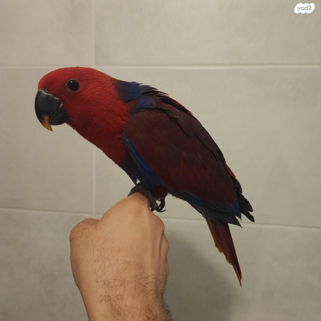 תמונת מודעה - חיות מחמד