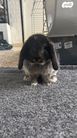 תמונת מודעה - חיות מחמד