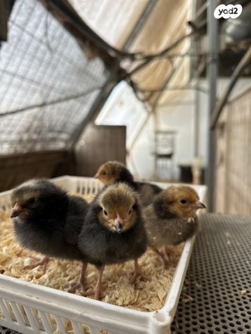 תמונת מודעה - חיות מחמד