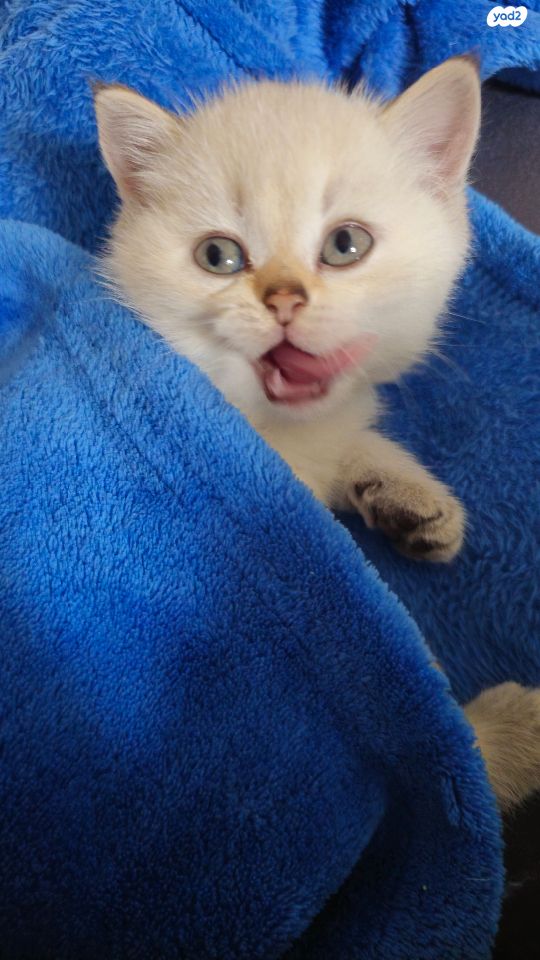 תמונת מודעה - חיות מחמד