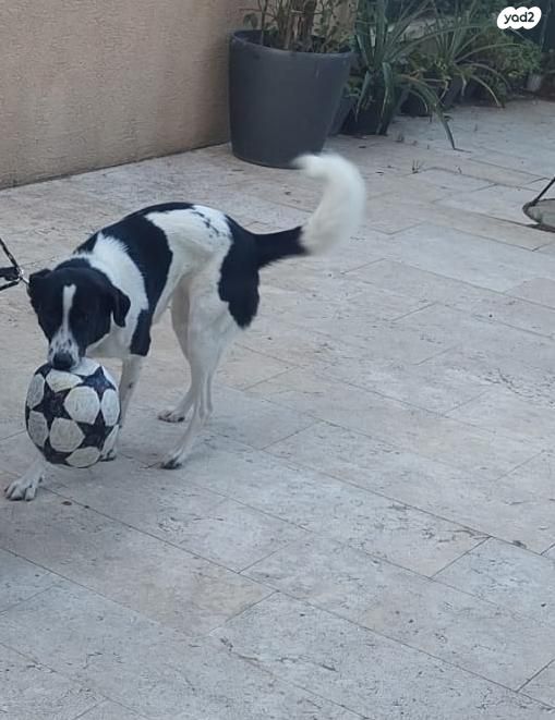 תמונת מודעה - חיות מחמד