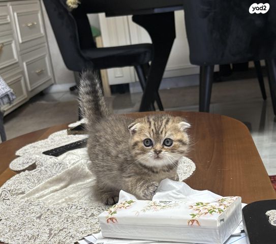 תמונת מודעה - חיות מחמד