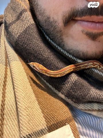 תמונת מודעה - חיות מחמד