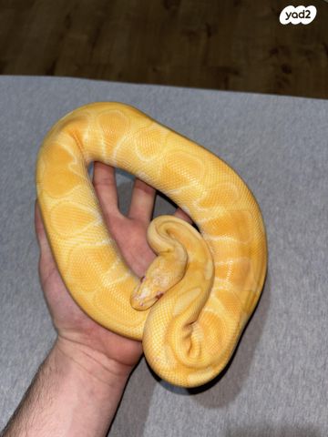 תמונת מודעה - חיות מחמד