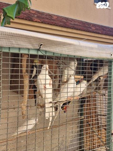 תמונת מודעה - חיות מחמד