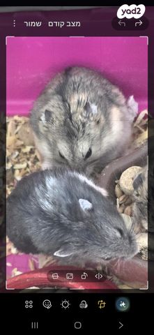 תמונת מודעה - חיות מחמד