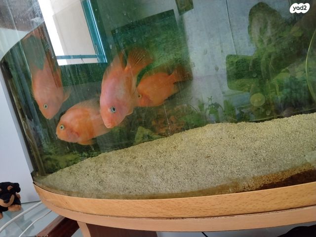 תמונת מודעה - חיות מחמד