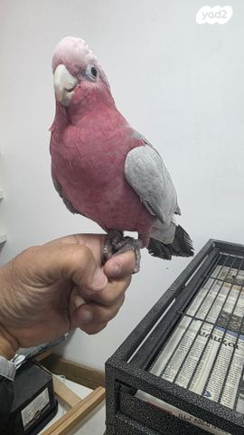 תמונת מודעה - חיות מחמד