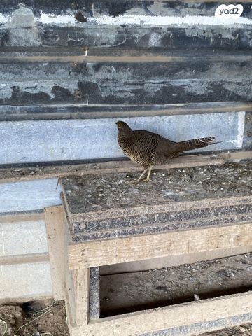 תמונת מודעה - חיות מחמד