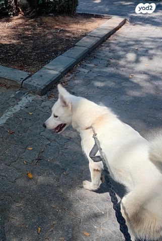 תמונת מודעה - חיות מחמד