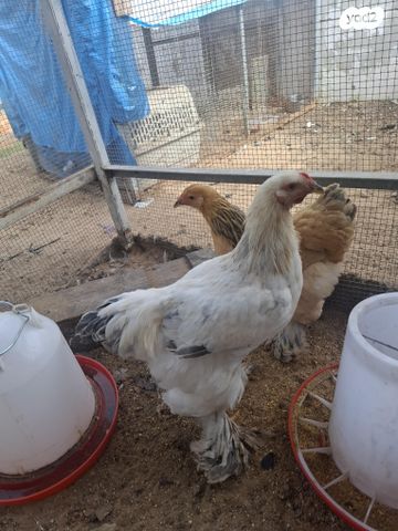 תמונת מודעה - חיות מחמד