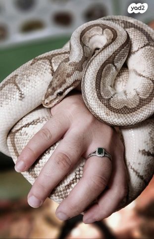 תמונת מודעה - חיות מחמד