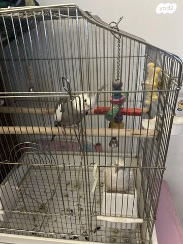 תמונת מודעה - חיות מחמד