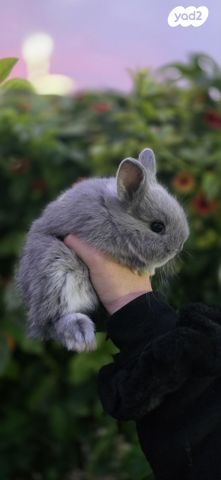 תמונת מודעה - חיות מחמד