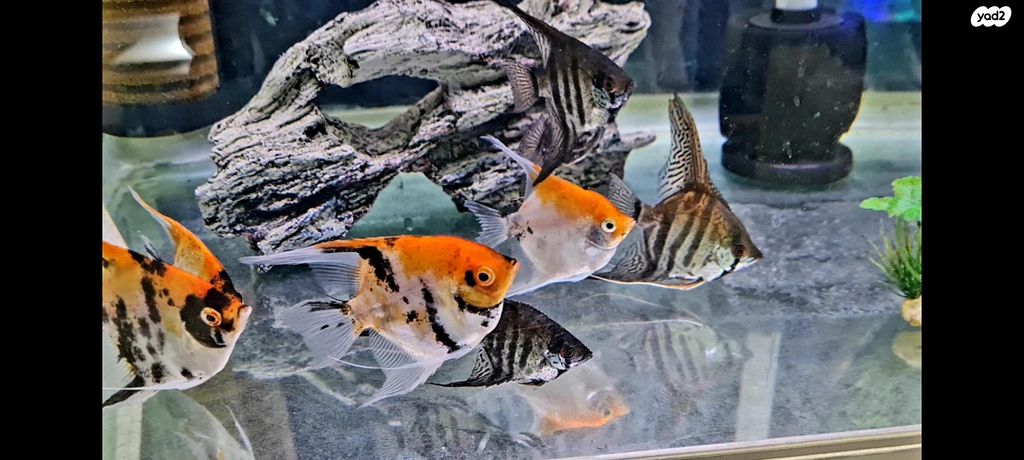 תמונת מודעה - חיות מחמד