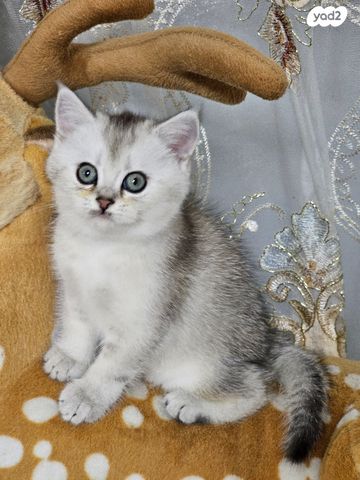 תמונת מודעה - חיות מחמד